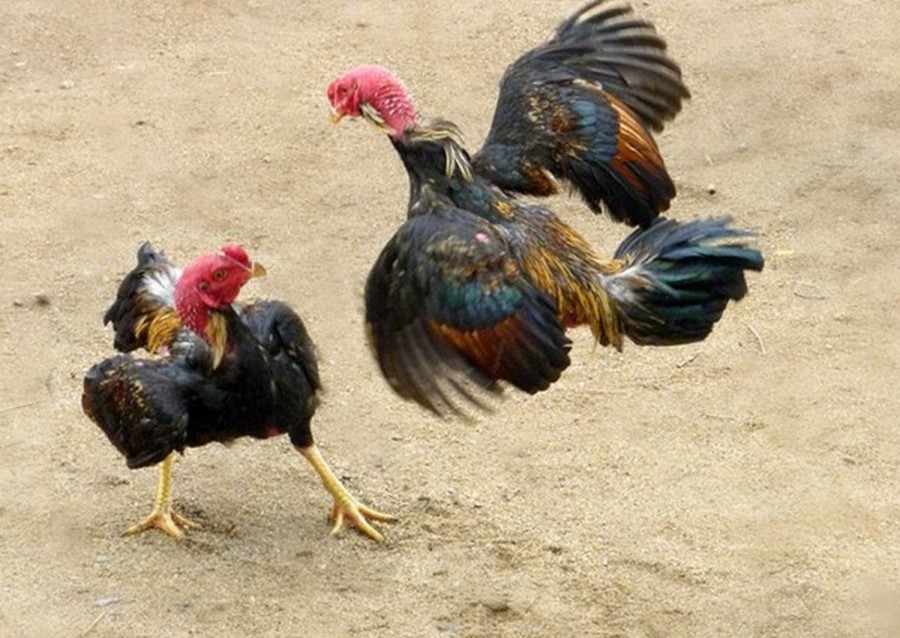 Luyện Tập (Khai Mở Bản Năng "Sát Thủ")