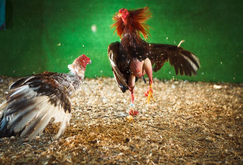 Top 7 Vảy Gà Chọi Thần Kê Hiếm Gặp Nhất (Đối Chiếu Kê Kinh & Thực Chiến)