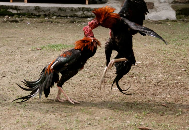 Vảy Gà Chọi Thần Kê: Hiểu Đúng Bản Chất