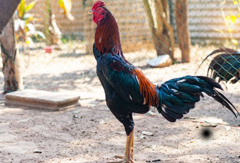 Lịch Phòng Bệnh Vaccine - Yếu Tố Sống Còn