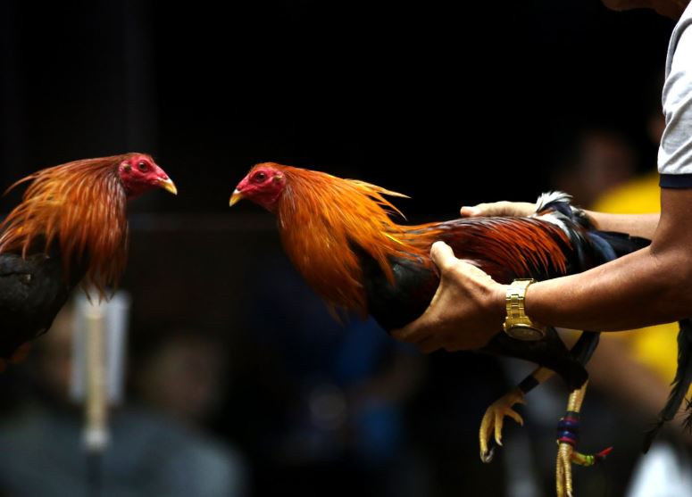 Tầm quan trọng của gà mái (Gà giống mẹ)