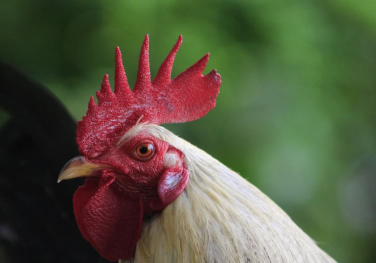 Nuôi Gà Đá Cựa Sắt: Cẩm Nang A-Z Biến “Gà Rót” Thành “Chiến Kê”