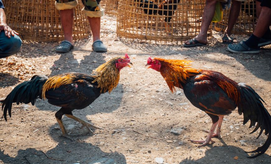 Ba đợt "lựa gà" vàng để tìm chiến kê