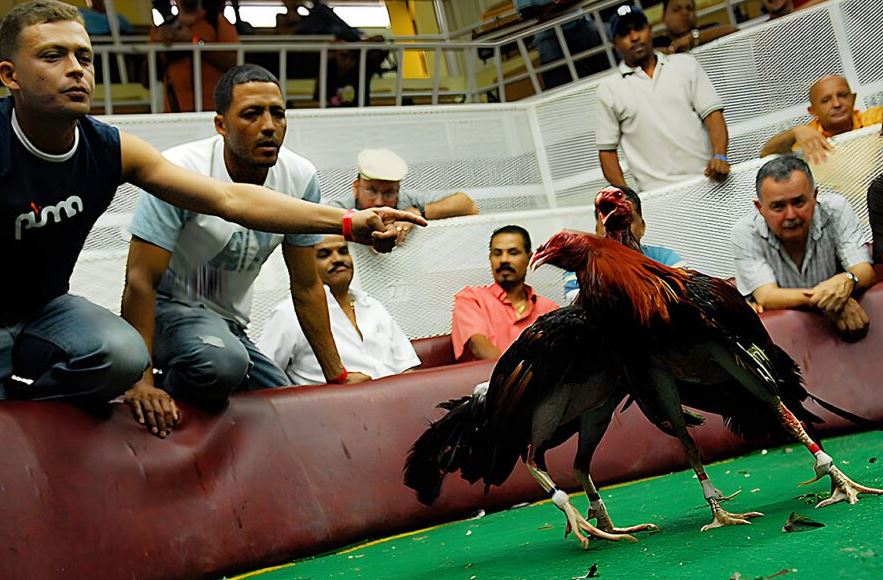 Cẩm Nang Xem Tướng Gà Chọi "Hiệp Cách" Từ A-Z