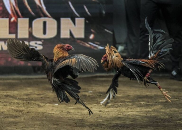 Những Đòn Đá Hiểm Của Gà Chọi: 5 “Tuyệt Kỹ” Sát Thủ Sư Kê Nào Cũng Phải Biết