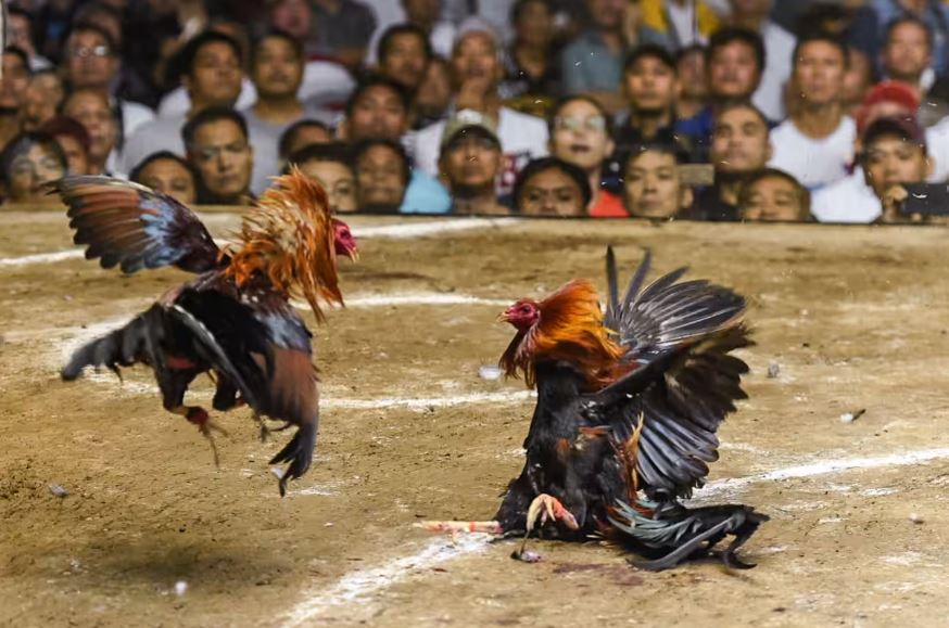 Đòn Đá Hiểm Của Gà Chọi