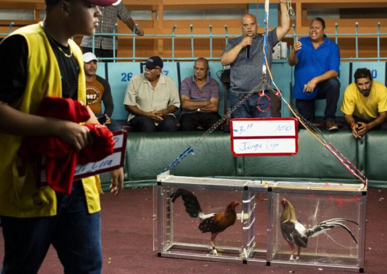 Xem Tướng Gà Chọi: Cẩm Nang A-Z Chọn “Thần Kê” Bách Chiến Bách Thắng