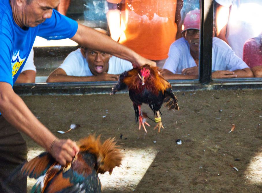 Tại Sao Xem Màu Mạng Gà Đá Cựa Sắt Lại Quan Trọng Trong Đá Gà Cựa Sắt?