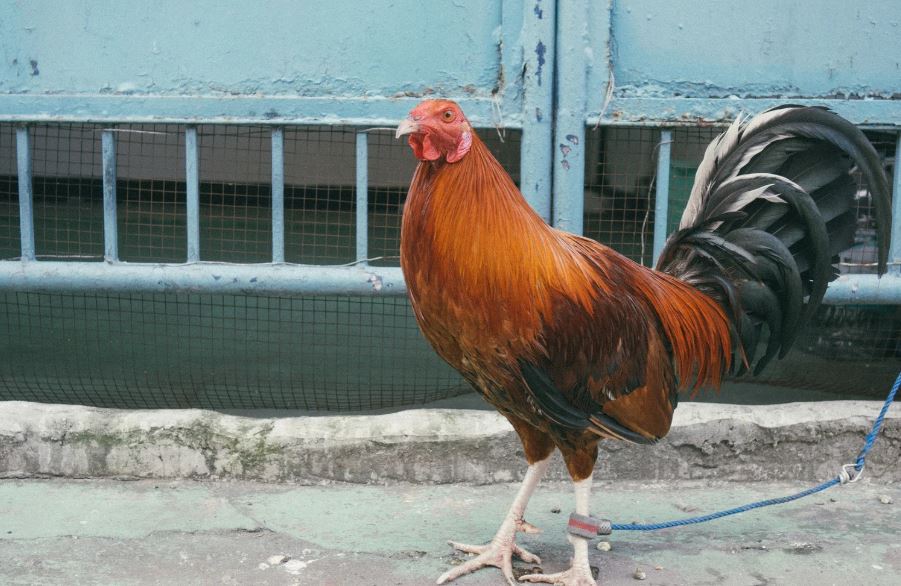 Nuôi Gà Đá Cựa Sắt: Khác Biệt Cốt Lõi Phải Biết Khi Nuôi