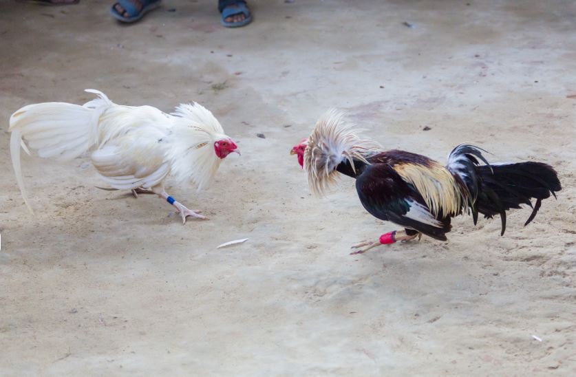 Kinh Nghiệm Xương Máu: Vảy Độc Có Phải Là Tất Cả?