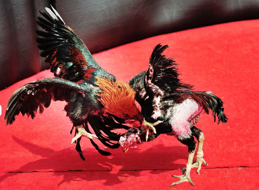 Vảy "Bền Bỉ" (Lì Đòn, Nước Khuya)