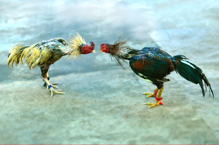 Phân Biệt Các Loại Vảy Gà Chọi Độc Quý Hiếm Nhất (Linh Kê & Thần Kê)