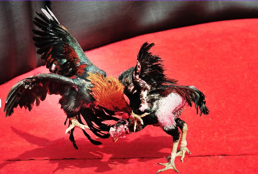 Tại Sao Xem Giải Mã Vảy Gà Chọi Độc Lại Quan Trọng Đến Vậy?
