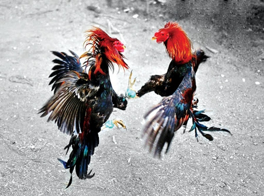 Kiến Thức Nền Tảng: Ngũ Hành Trong Thế Giới Gà Nòi