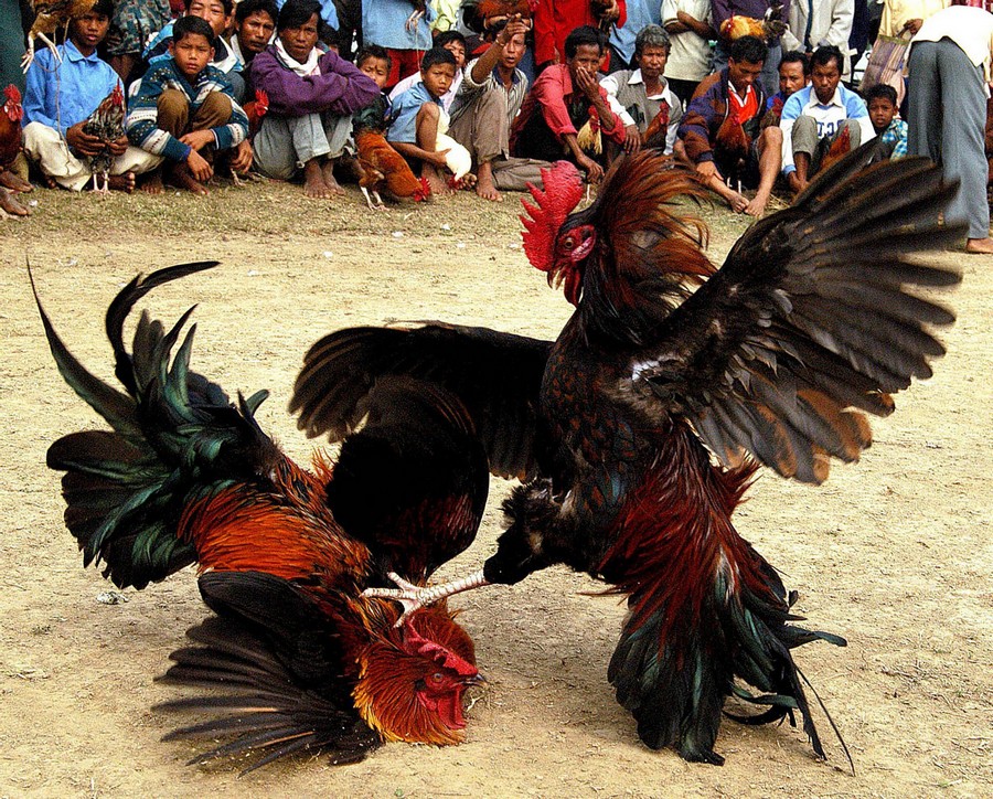 Tại Sao Việc Xem Màu Mạng Theo Ngày Lại Quan Trọng?