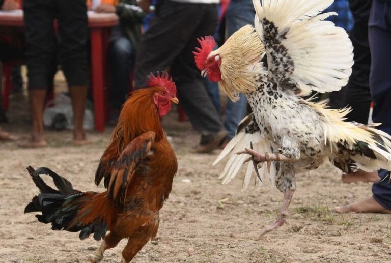 Cách Chọn Gà Chọi Hay: Phân Tích Chuyên Sâu Tránh Mua Phải “Gà Rót”