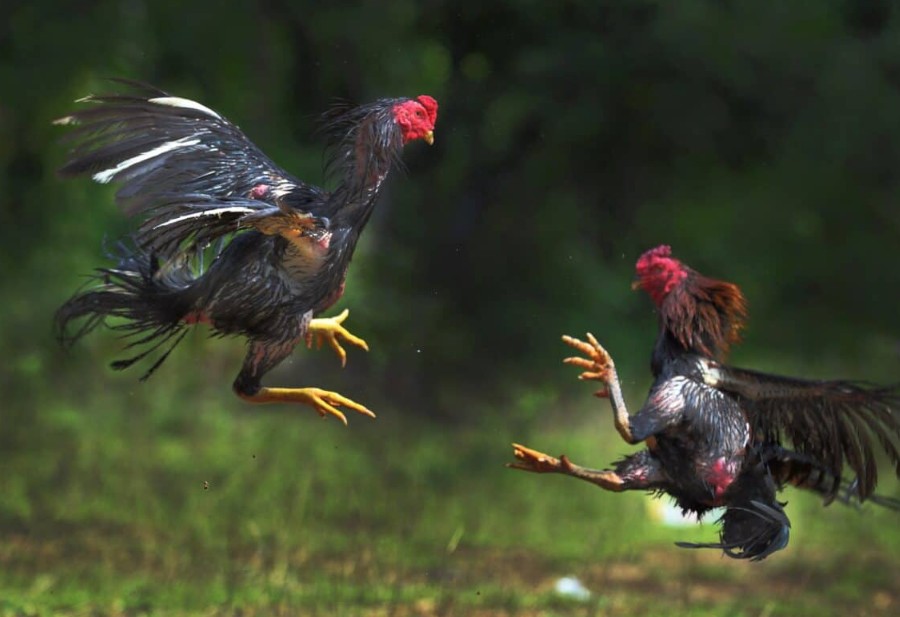 Hướng Dẫn Chi Tiết Cách Chọn Gà Chọi Hay Từ A-Z