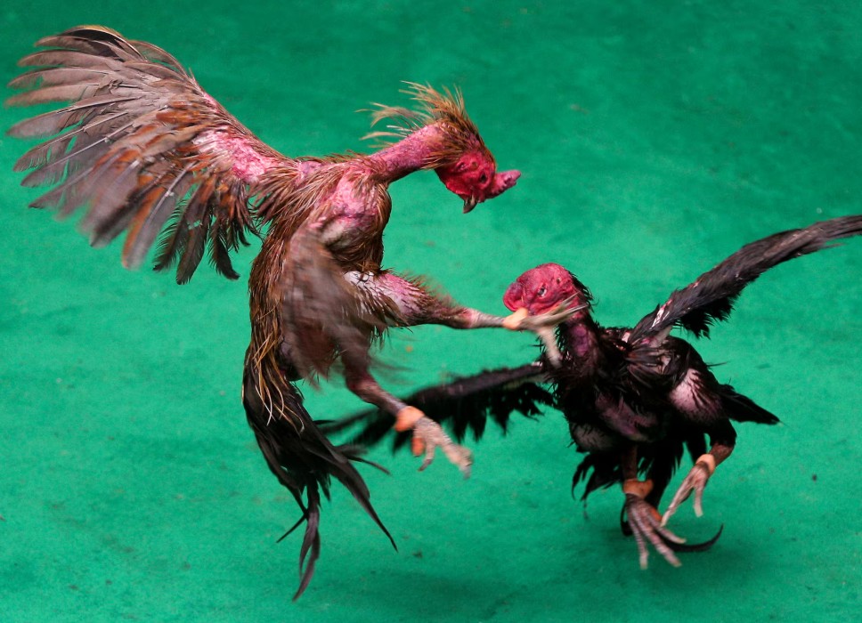 Kiến Thức Nền Tảng: Phân Biệt Gà Đòn và Gà Cựa