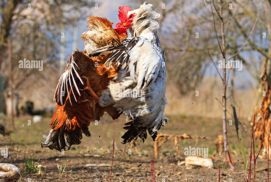 Tại Sao Kỹ Năng Chọn Gà Lại Quyết Định 80% Thắng Lợi?