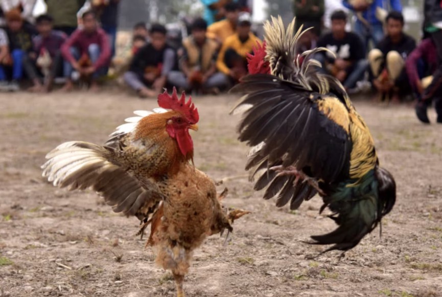 Tại Sao Cách Nuôi Gà Trước Khi Ra Độ Lại Quan Trọng?