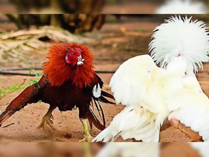 Giải Quyết Vấn Đề Nâng Cao & Lời Khuyên Chuyên Gia từ Bj38.