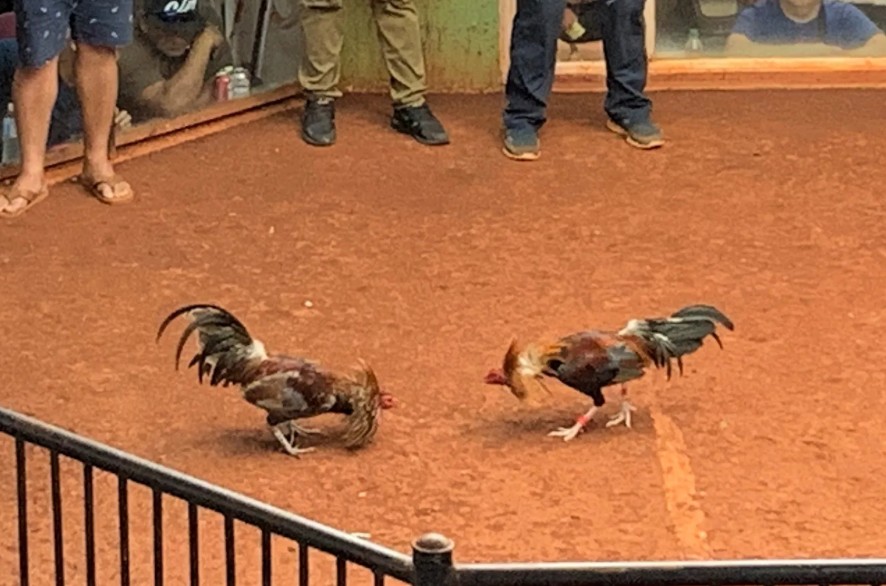 Giải Quyết Vấn Đề Nâng Cao & Lời Khuyên Chuyên Gia