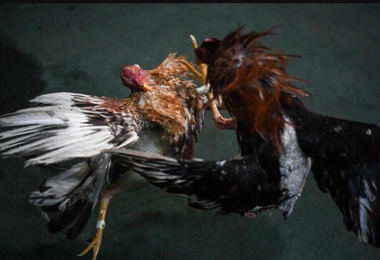 Cách Nuôi Gà Trước Khi Ra Độ: Bí Kíp “Nước Khuya” & Chế Độ Biệt Dưỡng Đỉnh Cao