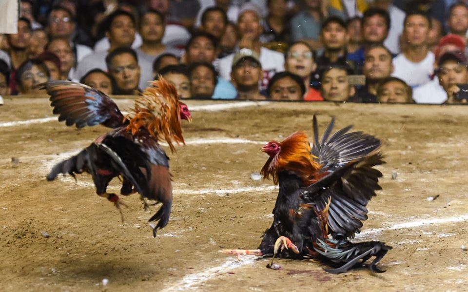 Tại Sao Đá Gà Trên Mạng Luôn Thua