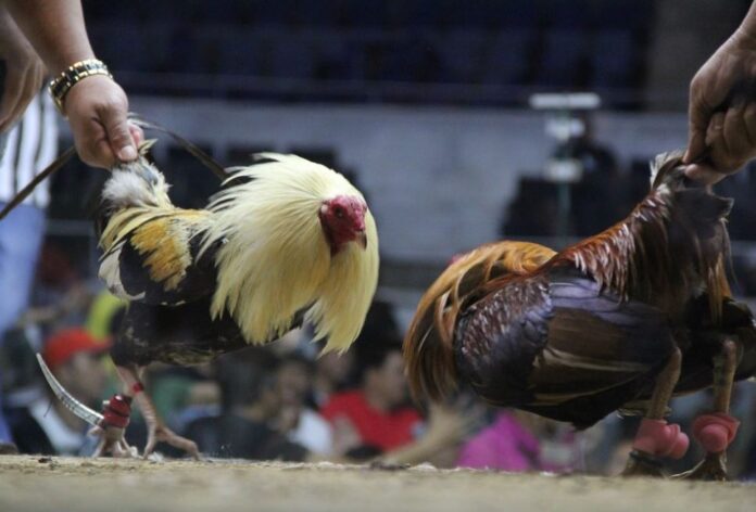 Tiêu Chí 2: Hình Vóc & Tướng Mạo (Nhất Thủ, Nhì Vĩ)