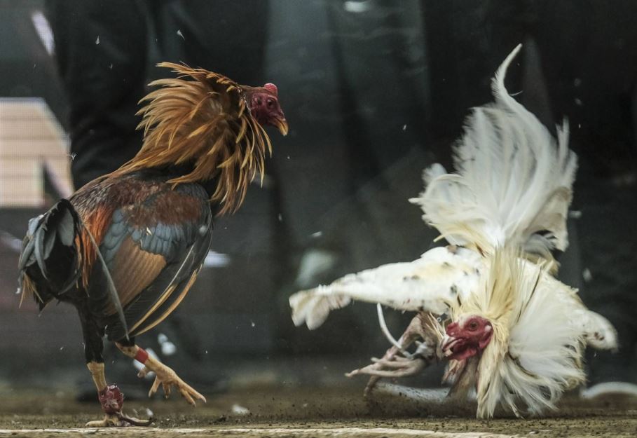 Bẫy Màu Sắc Và Quy Luật Ngũ Hành