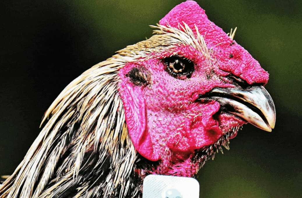 Tại Sao Huấn Luyện Gà Đá Cựa Lại Khác Biệt Hoàn Toàn?