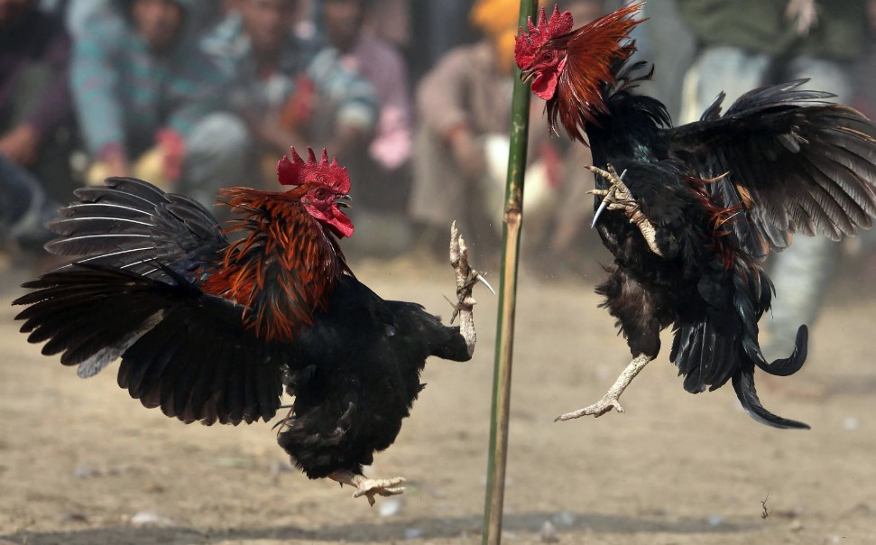 Kiến Thức Nền Tảng: "Nhất Tướng, Nhì Tông, Tam Lông, Tứ Vảy"