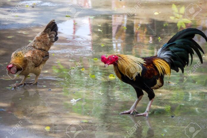 Gà Chọi Ở Đâu Hay Nhất - Hướng Dẫn Chọn Gà Từ A-Z