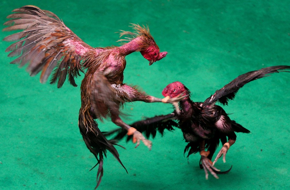 Tại Sao Chủ Đề Này Lại Quan Trọng Với Người Chơi Gà?