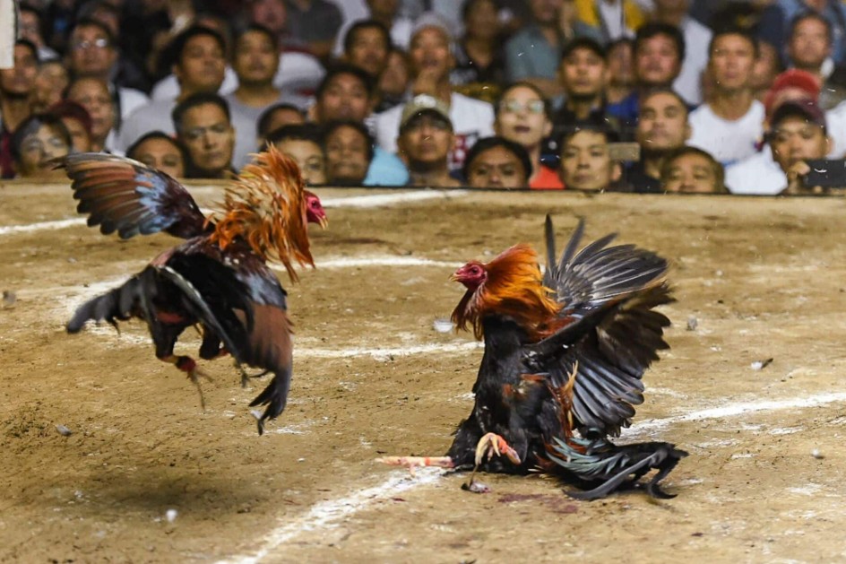 Tại Sao Cấm Đá Gà? Sự Biến Tướng