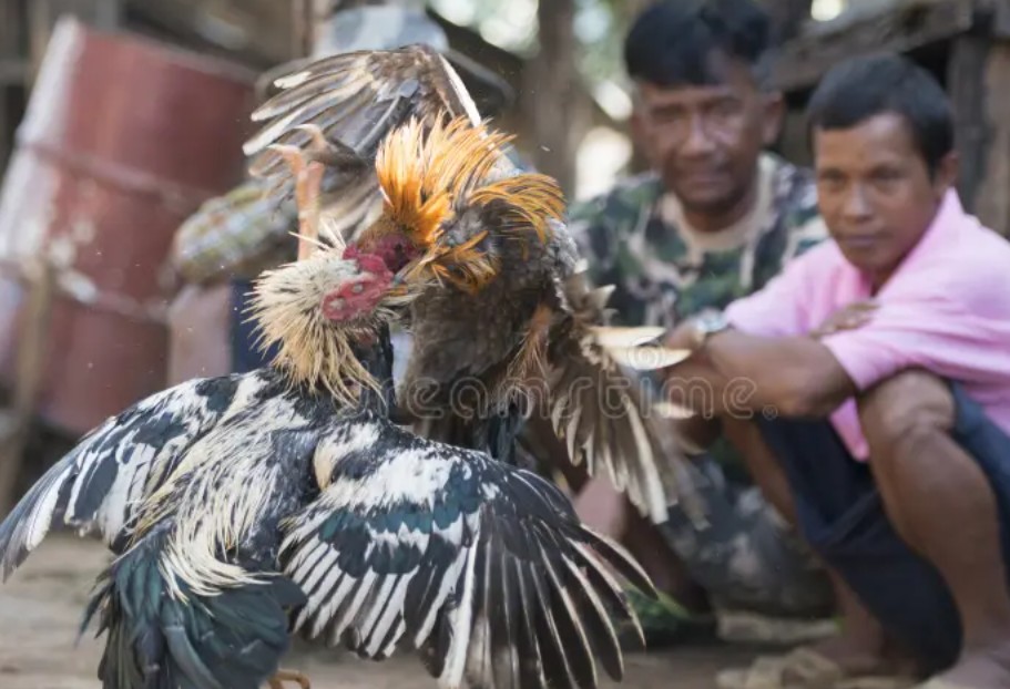 TẠI SAO CẤM ĐÁ GÀ? - Phân Tích 3 Nguyên Nhân Cốt Tử