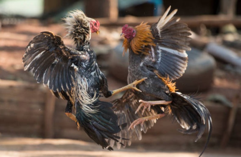 Giải Quyết Vấn Đề & Lời Khuyên Từ Chuyên Gia