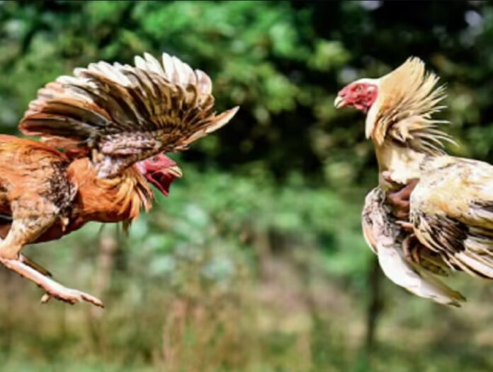 Giải Quyết Vấn Đề Nâng Cao & Lời Khuyên Chuyên Gia từ Bj38