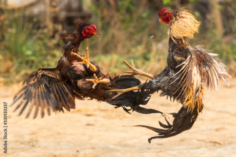Tại Sao Cấm Đá Gà? Sự Biến Tướng Từ “Thú Vui Tao Nhã” Thành Tệ Nạn Xã Hội