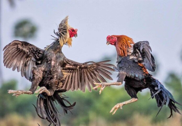 Lời Khuyên Chuyên Gia Từ Trang chủ Bj38: Đừng Chỉ Nhìn Vào Vảy!