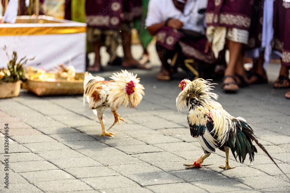 Tầm quan trọng của việc vần gà chọi non đúng cách