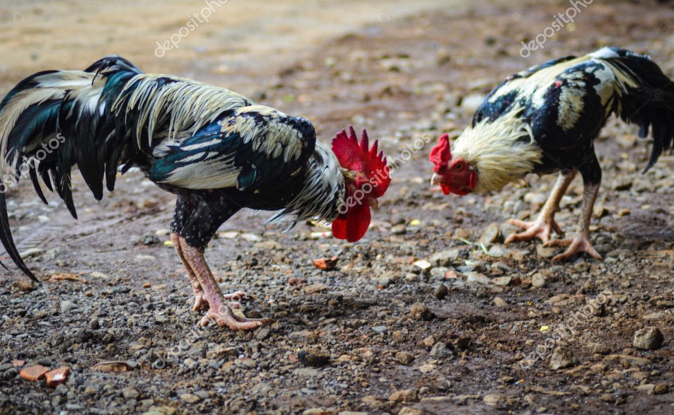 Tại sao cần biết cách trộn thức ăn cho gà đá bài bản