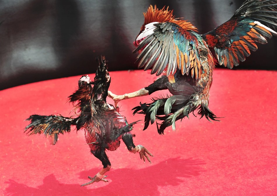 Chuyện Về 'Thần Kê Lạc Đề' Và Bài Học Đầu Tiên Về Chọn Giống