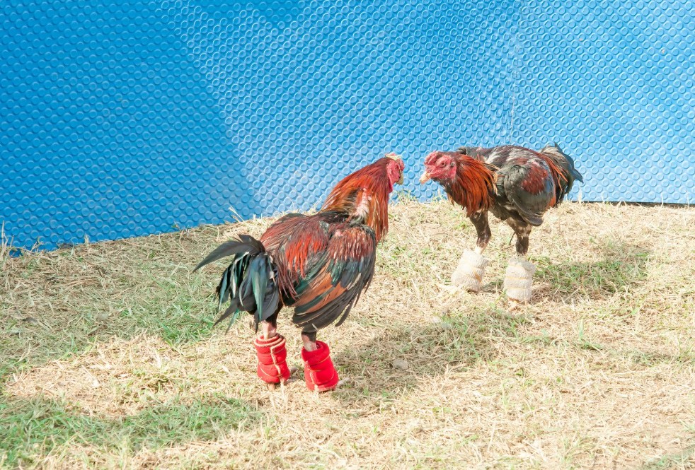 Những Câu Hỏi Thường Gặp Về Cách Nuôi Gà Đá Cựa Sắt