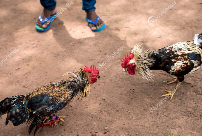 Nhóm đạm và mồi tươi: Xây dựng cơ bắp