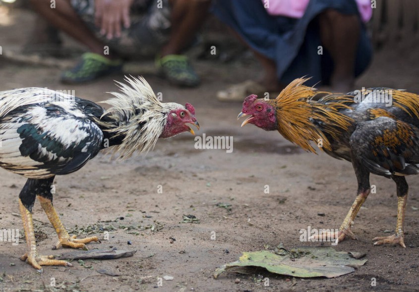 Công thức trộn thức ăn chuyên biệt cho từng giai đoạn phát triển