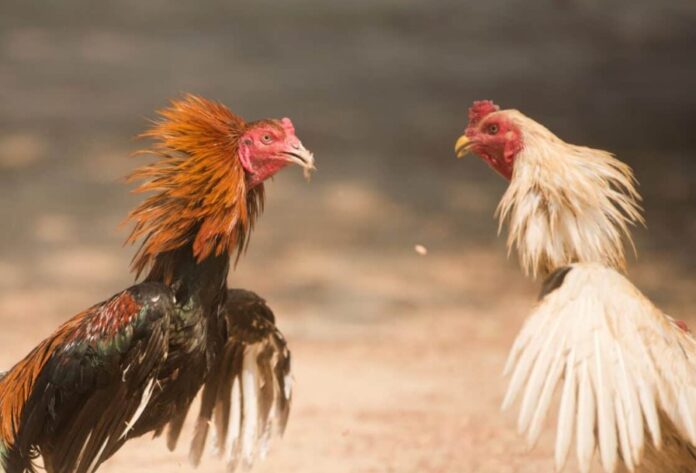 Cách Xem Lịch Và Tra Cứu Ngày Đá Hợp Mạng Theo Màu