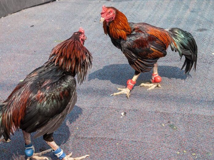 GIAI ĐOẠN TĂNG TỐC (1 - 3 THÁNG TUỔI): PHÁT TRIỂN KHUNG XƯƠNG, THỂ CHẤT