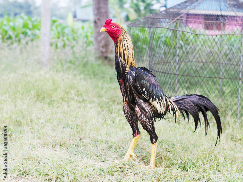 Tại Sao Việc Xem Mắt Gà Chọi Hay Lại Quan Trọng Đến Thế Đối Với Gà Chọi?