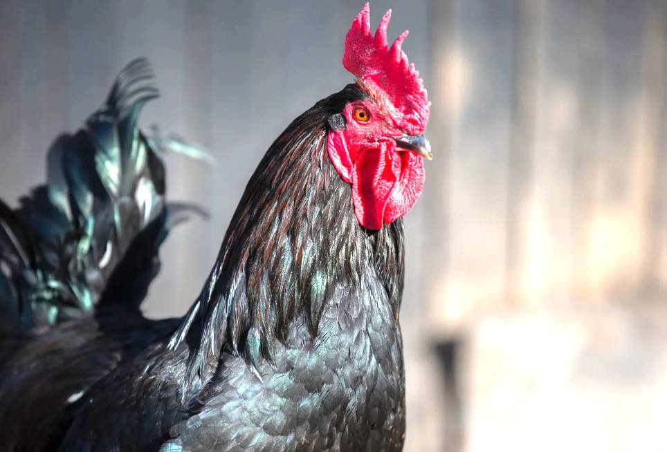 Bảng Tra Cứu Màu Lông - Mạng Ngũ Hành Chuẩn Cho Chiến Kê